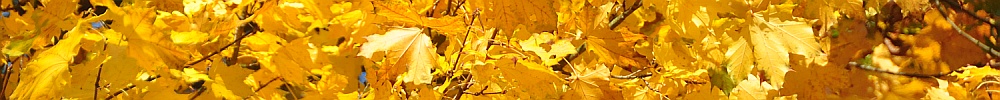 Herfst 02.jpg